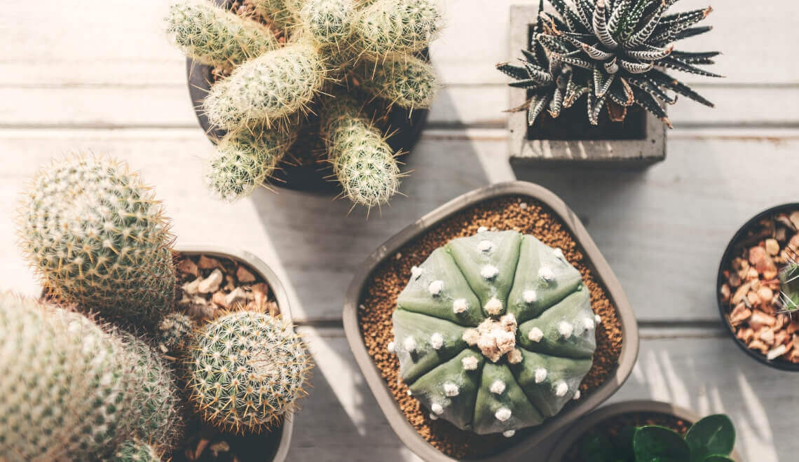 10-plantas-para-deixar-o-seu-apartamento-florido