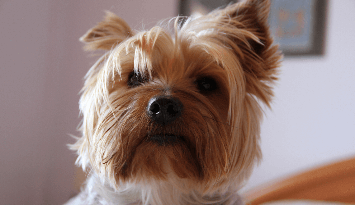 cachorro para apartamento